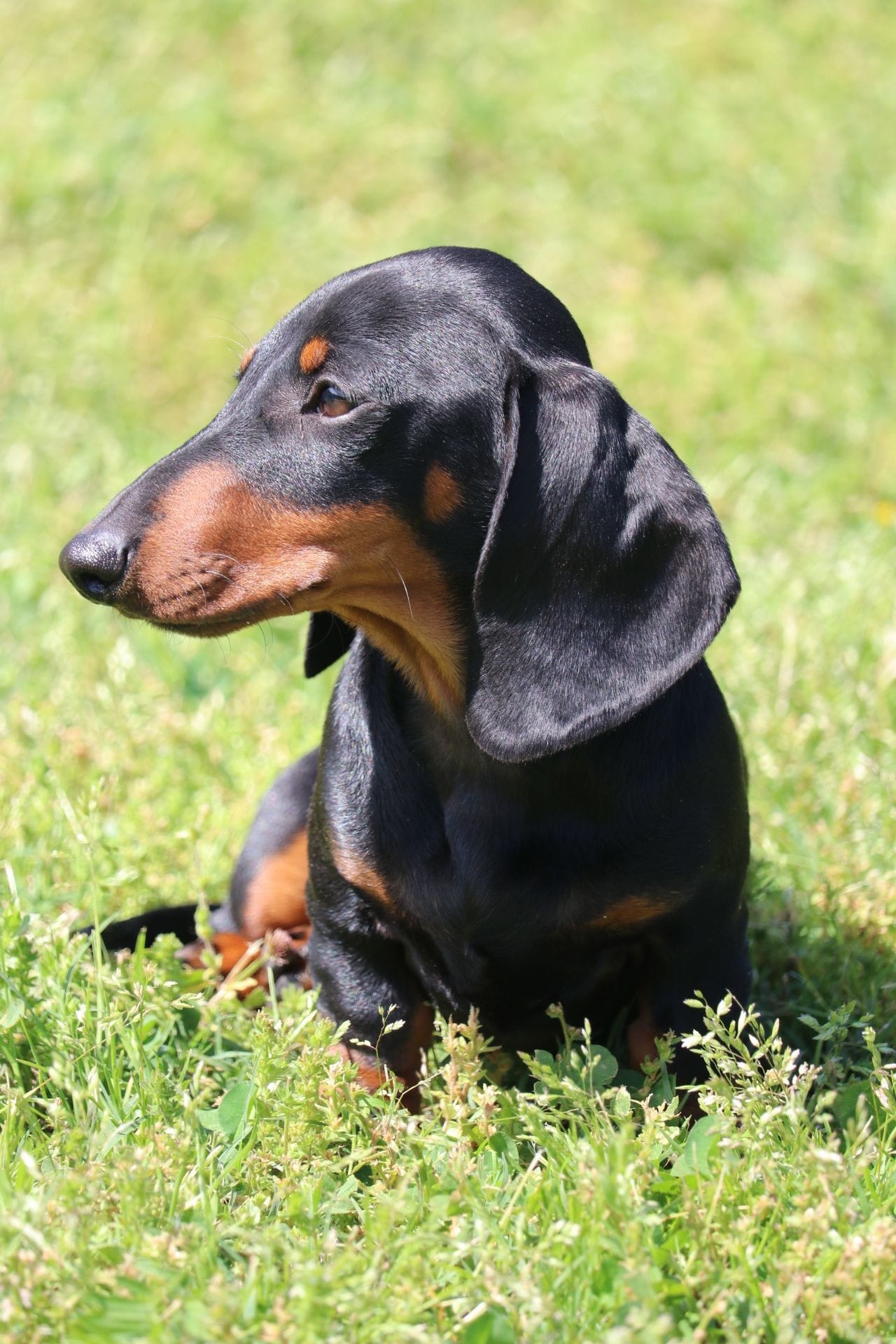 Miniature Dachshund SC